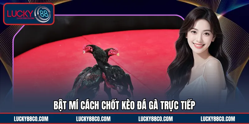 Bật mí cách chốt kèo đá gà trực tiếp
