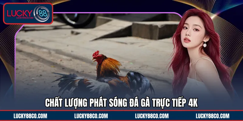 Chất lượng phát sóng đá gà trực tiếp 4K