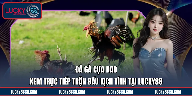 Đá Gà Cựa Dao | Xem Trực Tiếp Trận Đấu Kịch Tính Tại LUCKY88