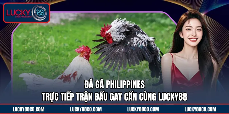 Đá Gà Philippines | Trực Tiếp Trận Đấu Gay Cấn Cùng LUCKY88