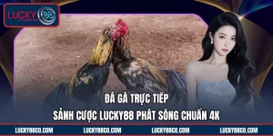 Đá Gà Trực Tiếp | Sảnh Cược LUCKY88 Phát Sóng Chuẩn 4K