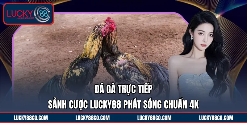 Đá Gà Trực Tiếp | Sảnh Cược LUCKY88 Phát Sóng Chuẩn 4K